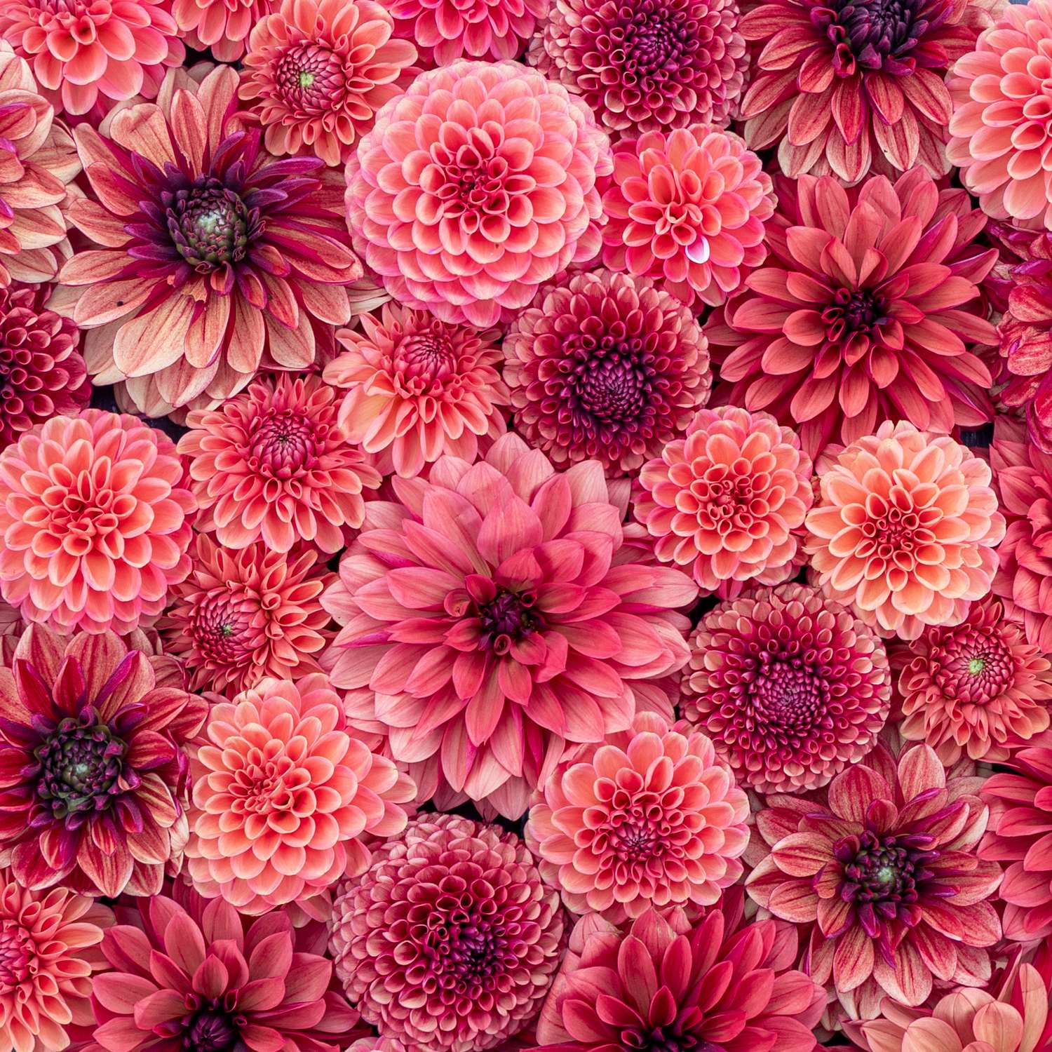 Dahliamix 'Red Favorites'